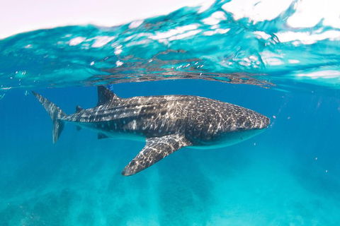 VIP Luxury Chartered Escapes, Exploring The Reef At Your Own Pace - E Caravan Parks 15