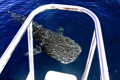 VIP Luxury Chartered Escapes, Exploring The Reef At Your Own Pace - E Caravan Parks 11