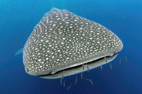VIP Luxury Chartered Escapes, Exploring The Reef At Your Own Pace - E Caravan Parks 46