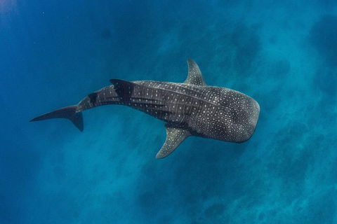 VIP Luxury Chartered Escapes, Exploring The Reef At Your Own Pace - E Caravan Parks 34
