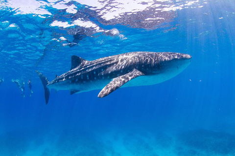 VIP Luxury Chartered Escapes, Exploring The Reef At Your Own Pace - E Caravan Parks 9