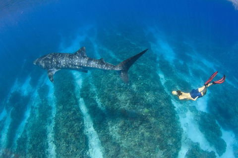 VIP Luxury Chartered Escapes, Exploring The Reef At Your Own Pace - E Caravan Parks 47