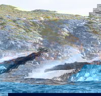 Jet Boat Whale Watching Safari from Dunsborough - E Caravan Parks