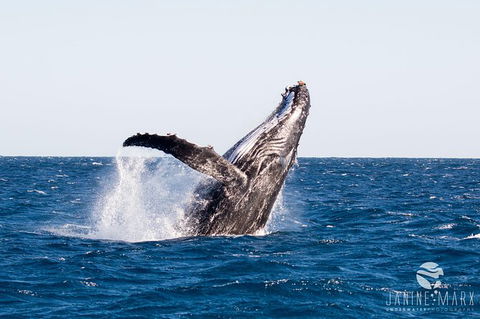 Turtle Tours On The Ningaloo Reef, Exmouth. 1/2 Day Cruise. - E Caravan Parks 0