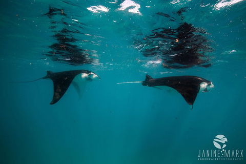 Turtle Tours On The Ningaloo Reef, Exmouth. 1/2 Day Cruise. - E Caravan Parks 1