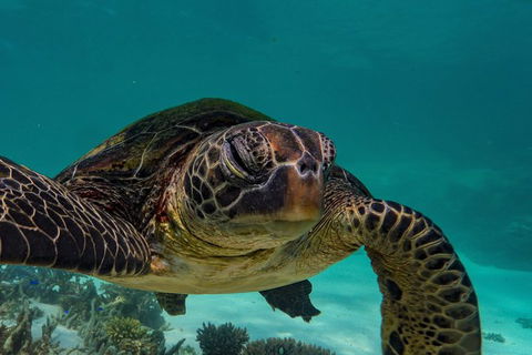 Turtle Tours On The Ningaloo Reef, Exmouth. 1/2 Day Cruise. - E Caravan Parks 2