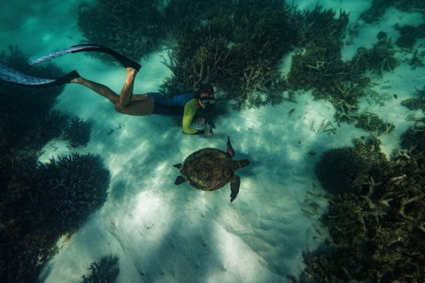 Turtle Tours On The Ningaloo Reef, Exmouth. 1/2 Day Cruise. - E Caravan Parks 3