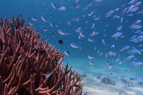 Turtle Tours On The Ningaloo Reef, Exmouth. 1/2 Day Cruise. - E Caravan Parks 4