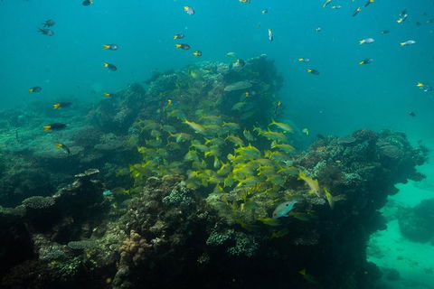 Turtle Tours On The Ningaloo Reef, Exmouth. 1/2 Day Cruise. - E Caravan Parks 6