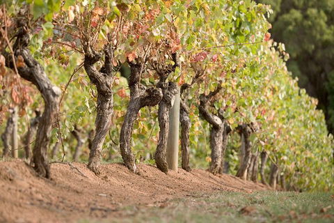 Vasse Felix Winery Tour And Tasting - E Caravan Parks 3