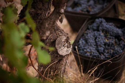 Vasse Felix Winery Tour And Tasting - E Caravan Parks 4