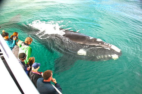 Augusta Whale Watching Eco Tour - E Caravan Parks 7