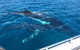 Busselton Whale Watching - thumb 0