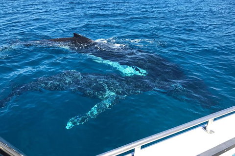 Busselton Whale Watching - E Caravan Parks 0