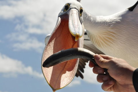 Kalgan Queen Scenic Cruises A Four Hour Sheltered Water Wildlife Tour Daily Fun. - E Caravan Parks 5