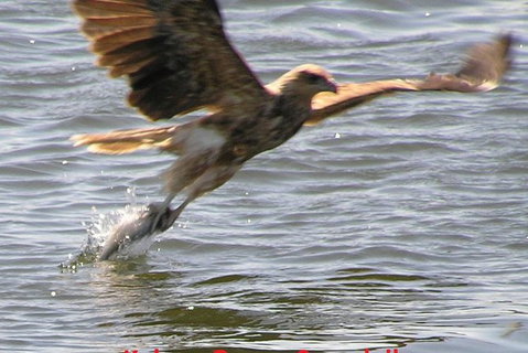 Kalgan Queen Scenic Cruises A Four Hour Sheltered Water Wildlife Tour Daily Fun. - E Caravan Parks 6