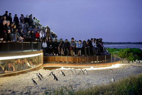 1 Day Private Phillip Island Tour (VIP Charter Up To 9 People) - E Caravan Parks 0