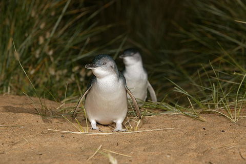 Full-Day Penguin Parade And Melbourne City Tour From Melbourne - E Caravan Parks 0