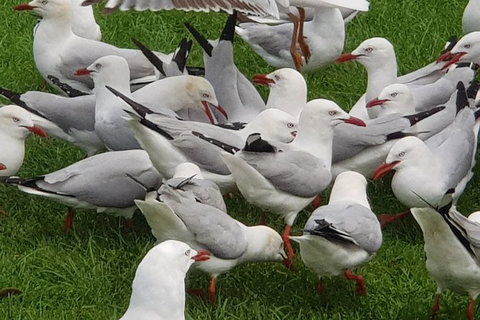 Full-Day Great Ocean Road Tour From Melbourne - E Caravan Parks 9