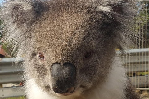 Full-Day Great Ocean Road Tour From Melbourne - E Caravan Parks 6