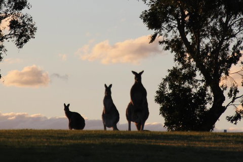 Living Legends Champion Racehorse Guided Tour - E Caravan Parks 3