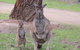 Ballarat And Sovereign Hill Day Tour With Optional Wildlife Park From Melbourne - thumb 2