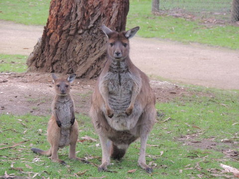 Ballarat And Sovereign Hill Day Tour With Optional Wildlife Park From Melbourne - E Caravan Parks 2