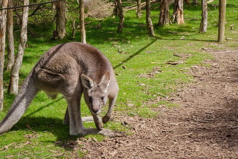 Melbourne Shore Excursion City Sights, Australian Wildlife, Yarra Valley - E Caravan Parks 0