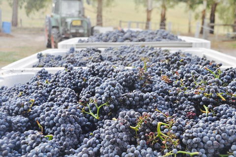 Luxury Chauffeured Yarra Valley Wine Tour With Lunch - For 2 - E Caravan Parks 6