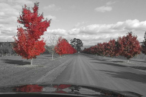 Luxury Chauffeured Yarra Valley Wine Tour With Lunch - For 2 - E Caravan Parks 7