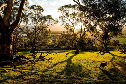 Shore Excursion: Five Of Hobart's Best In One Day - E Caravan Parks 1