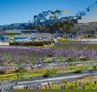 Private Tasman Peninsula Cruise Ship Tour from Port Arthur - E Caravan Parks