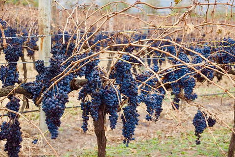 Mclaren Vale Luxury Full Day Small Group Wine Tour - E Caravan Parks 9