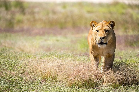 Lions At Bedtime And A Day At Monarto Safari Park - E Caravan Parks 0