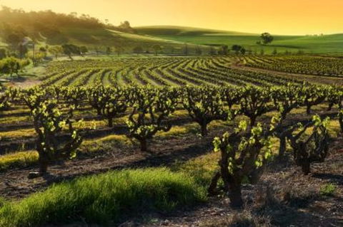 Adelaide Super Saver: Adelaide City Sightseeing Tour Plus Barossa Valley And Hahndorf Tour - E Caravan Parks 1