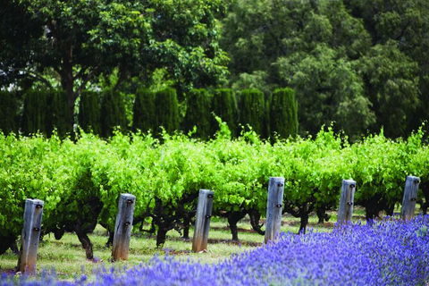 Ultimate Penfolds Magill Estate Experience - E Caravan Parks 4