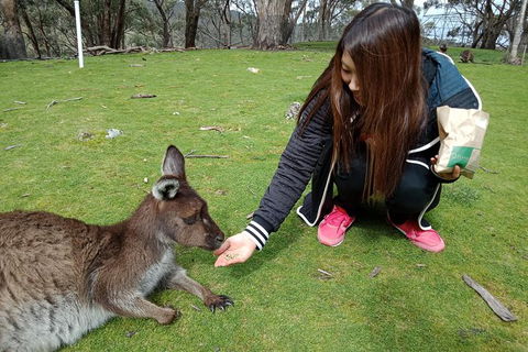 Adelaide Essentials Tour - E Caravan Parks 0