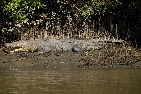 5-Day Best Of Cairns With Daintree, Kuranda, And Great Barrier Reef - E Caravan Parks 10