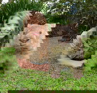 Croc Express to Australia Zoo from Brisbane - E Caravan Parks