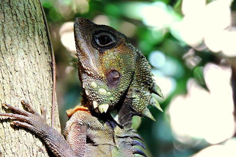 Daintree Rainforest, Cape Tribulation, Mossman Gorge In A Day - E Caravan Parks 8