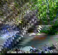 Springbrook andTamborine Rainforest Tour Incl Natural Bridge and Glow Worm Cave - E Caravan Parks