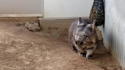 Lone Pine Koala Sanctuary Day Pass - E Caravan Parks 7