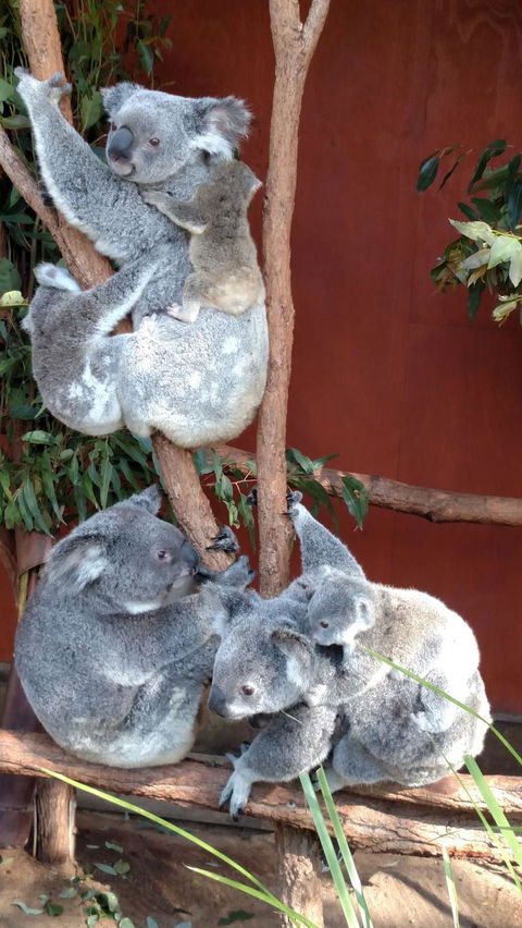 Lone Pine Koala Sanctuary Day Pass - E Caravan Parks 2