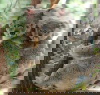 Lone Pine Koala Sanctuary Day Pass - E Caravan Parks