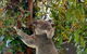 Lone Pine Koala Sanctuary Day Pass - thumb 5