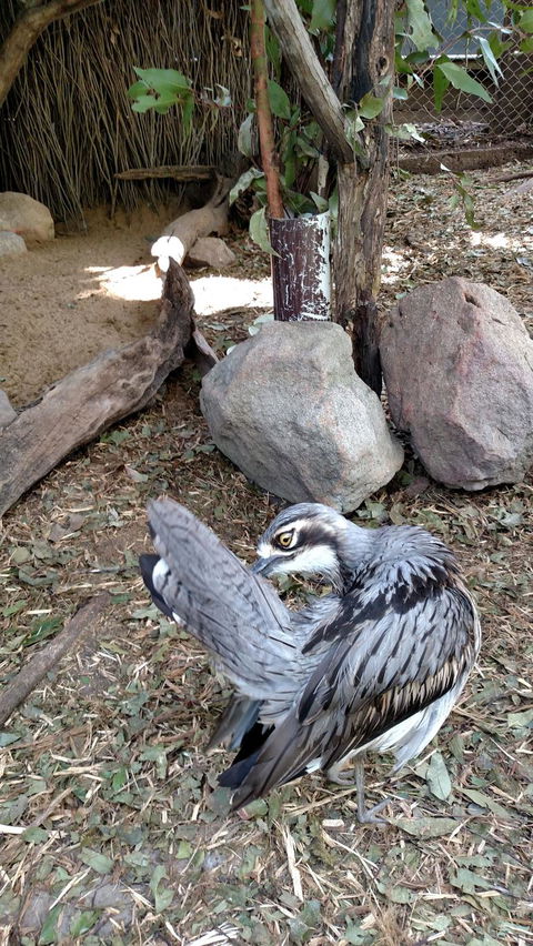 Lone Pine Koala Sanctuary Day Pass - E Caravan Parks 6