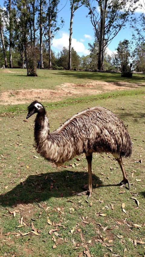 Lone Pine Koala Sanctuary Day Pass - E Caravan Parks 8