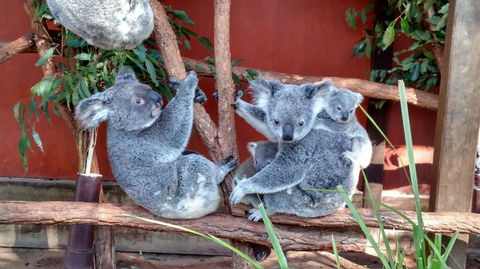 Lone Pine Koala Sanctuary Day Pass - E Caravan Parks 3