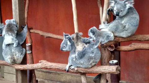 Lone Pine Koala Sanctuary Day Pass - E Caravan Parks 4