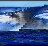 Whale Watching Cruise from Redcliffe Brisbane or the Sunshine Coast - E Caravan Parks